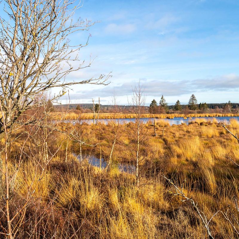 fagnes ardennes